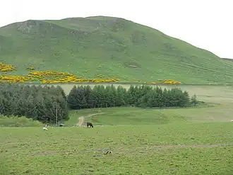 Südflanke des Dunsyre Hill