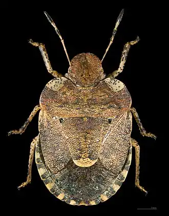 Dyroderes umbraculatus