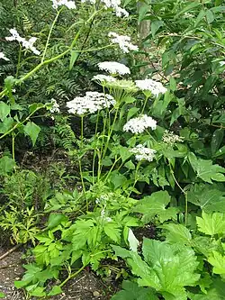 Dystaenia takeshimana (Koreanische Sellerie)