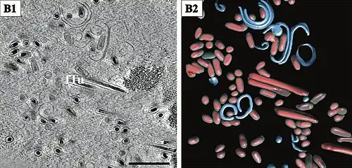 Lange gefüllte Tubuli (fTu) und von Membranen umhüllte Virionencluster. Balken 500&nbsp;nm