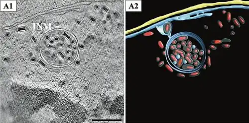 In einem Vesikel mit Doppelmembran eingeschlossene Virionen. Balken 500&nbsp;nm.