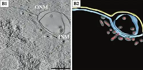 Virionen innerhalb eines erweiterten Lumens der Kernhülle (NE). Balken 500&nbsp;nm.