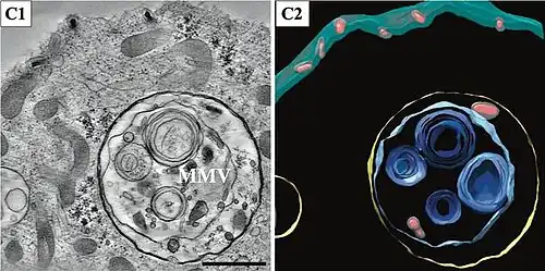 Virionen, die in Multimembranvesikel (MMVs) im Zytoplasma eingekapselt sind. Balken 500&nbsp;nm.