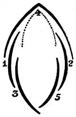 Cochlear-absteigende und vexilläre Knospendeckung wie bei den Schmetterlingsblüten