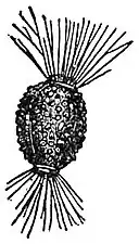 A. wrightianum, Illustration von 1911[8]