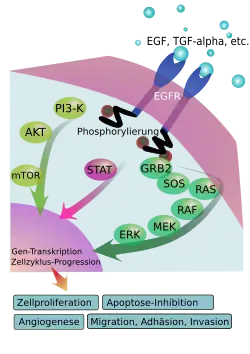 EGF-Rezeptor