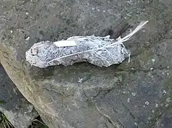 Älteres Gewölle eines Uhus, Länge 11,7&nbsp;cm ohne Federüberstand.