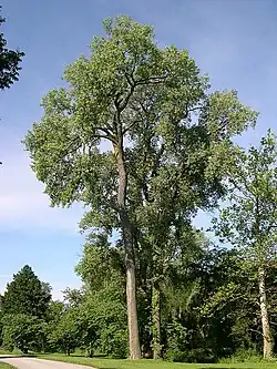 Amerikanische Schwarz-Pappel