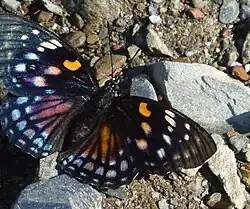 Weibchen (dunkle Form)