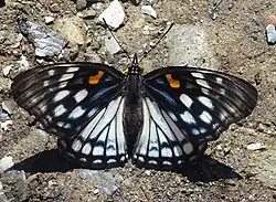 Weibchen (helle Form)