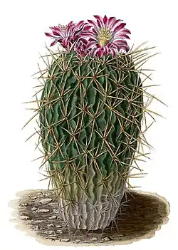 Echinocactus gladiatus