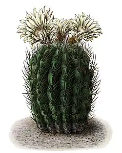 Echinocactus ebenacanthus