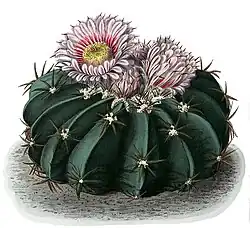 Echinocactus texensis
