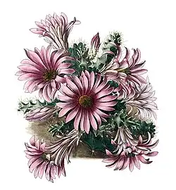Echinocereus berlandieri