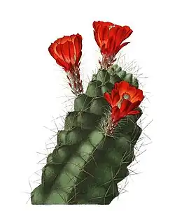 Echinocereus coccineus