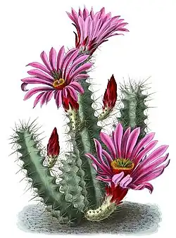Echinocereus enneacanthus subsp. brevispinus