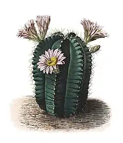 Echinocereus knippelianus
