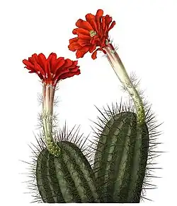 Echinocereus polyacanthus subsp. acifer