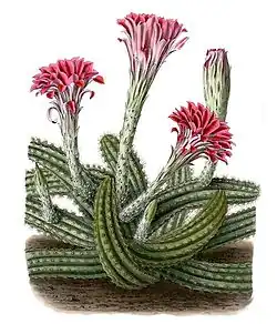 Echinocereus scheeri