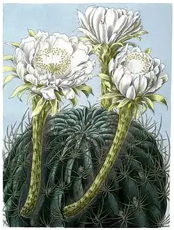 Echinopsis obrepanda subsp. obrepanda