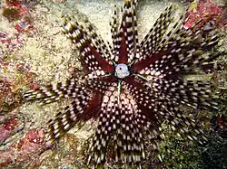 E calamaris von Pulau Aur, West-Malaysia