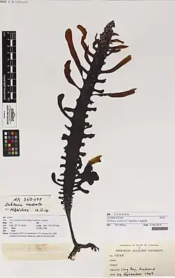 Eine über 20 Zentimeter lange getrocknete Braunalge; das Rhizoid bildet eine Haftkralle