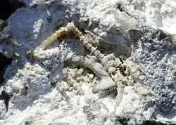 Fossile Moostierchen in einem weißen Stein