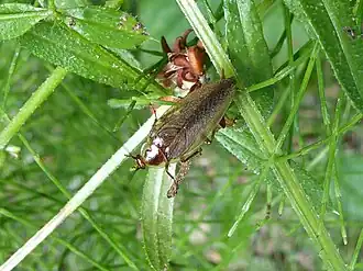 Die Südliche Waldschabe (Ectobius erythronotus) lebt im genannten Gebiet nur im Osten Österreichs.