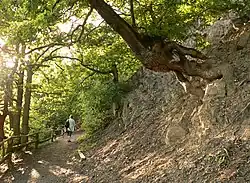 Schräg gewachsene Eiche am Steig