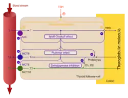 Wolff-Chaikoff-Effekt, Plummer-Effekt und Dehalogenasehemmung: Physiologische Vorsteuerungs-Mechanismen, die eine Thyreotoxikose bei sehr hoher Jodzufuhr verhindern.