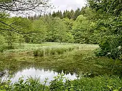 ehem. Hammerteich im Mittellauf der Brambecke