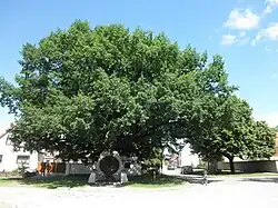 Eiche im Dorfzentrum, ein Naturdenkmal