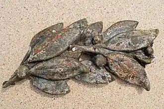 Bruchstück des Eichenlaubes (rechts und links der Pyramide)