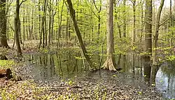Großflächig im Wald stehendes Wasser im Frühjahr in der südlichen Eilenriede