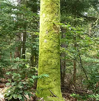 Waldgebiet auf dem Etschberg
