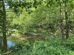 Schlammbank mit Sumpf-Schwertlilien und Erlenauwald