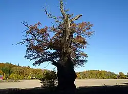 Ekebyhovs-Eiche (2017)