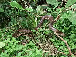 Gekielte Kletternatter (Elaphe carinata)