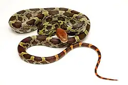 Blumennatter (Elaphe moellendorffi)