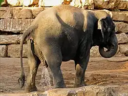 Elefant beim Urinieren