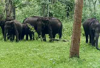 Elefanten im Nagarhole-Nationalpark