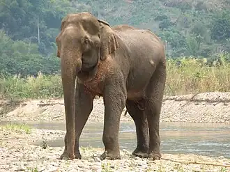 Elefant am Fluss