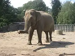 Asiatischer Elefant
