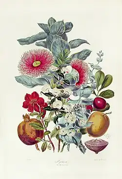 Myrtaceae