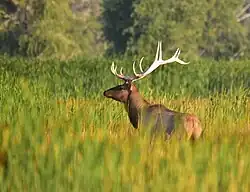 Wapiti