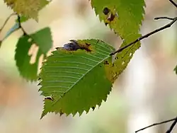 Ulmenblatt, die Raupennahrung