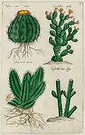 Teil 2, Tafel 30: Kakteen und Euphorbien