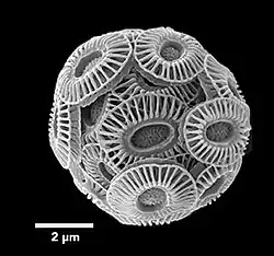 Gephyrocapsa&nbsp;huxleyi (Syn. Emiliania&nbsp;huxleyi) 🌐 Calcit-Coccolithen