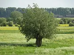 Kopfweide in der Auenlandschaft