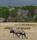 Emus